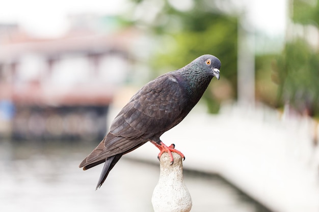 Pigeon standing on a cement pole