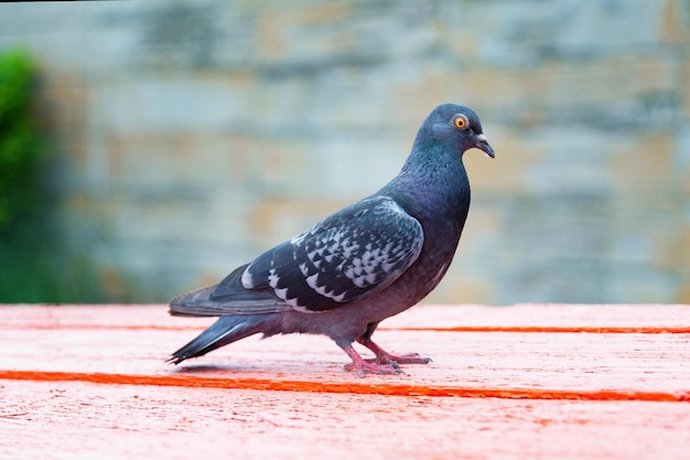 Photo pigeon standing dove or pigeon on blurry background pigeon concept photo