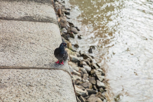 Pigeon standing on the ledge of a bridge.