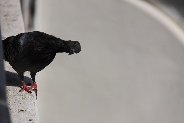 Pigeon standing on the wall