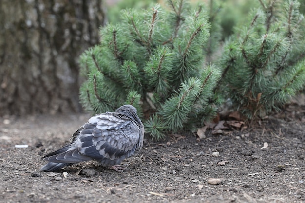 The pigeon stands near the dwarf pine.