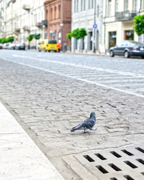 Piccione sulla strada della città