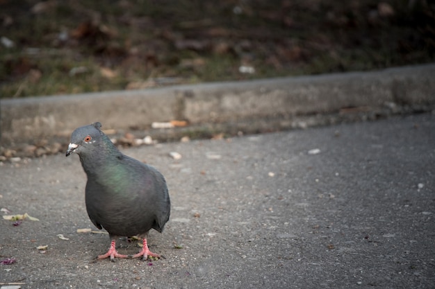 A pigeon on the street