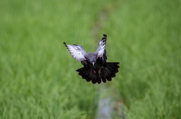 Pigeon that is flying in the green rice field