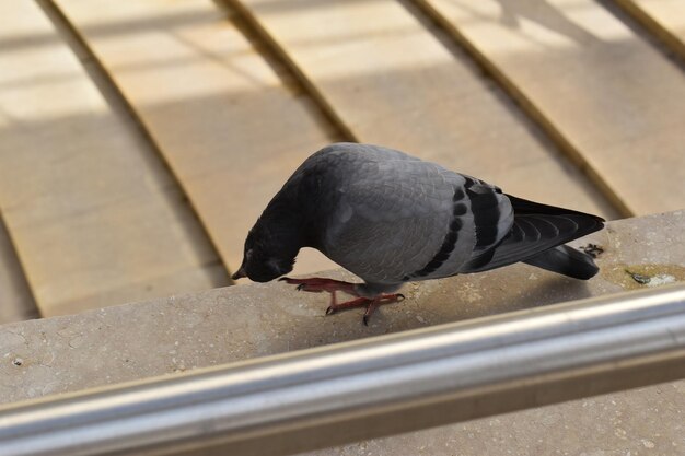 Foto pigeon in cima a un edificio in una città