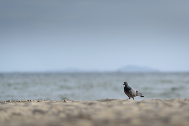 Foto il piccione che cammina sulla spiaggia con luce soffusa