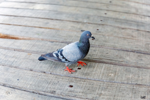 Pigeon walking in the wooden texture floor.