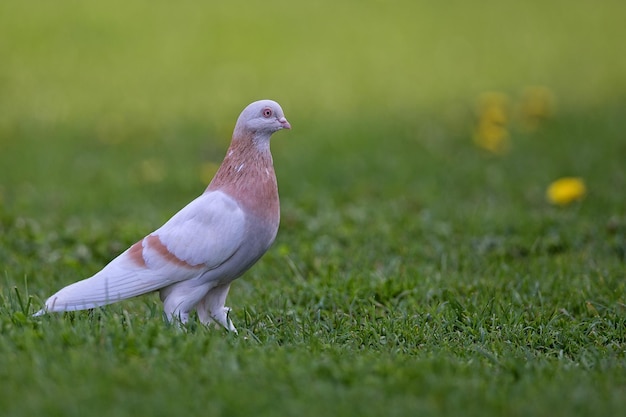 Pigeon in the wild