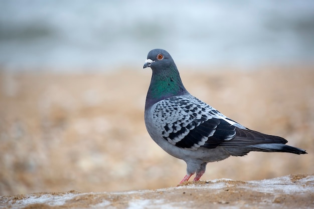 Pigeon in the wild 