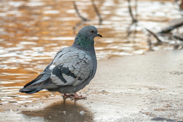 A pigeon with a green head and blue feathers