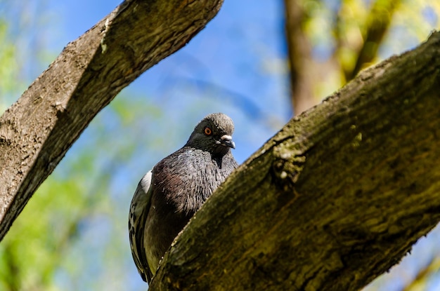 A pigeon with orange eyes