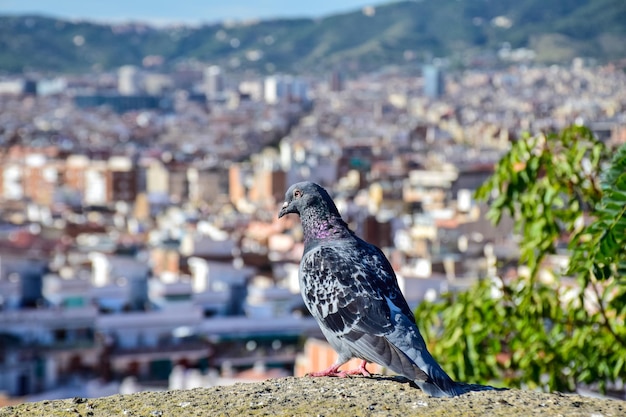 The pigeon with a view on the background