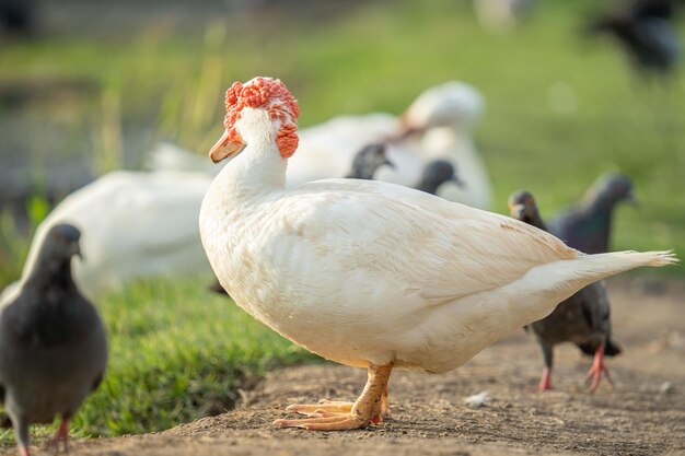 Photo pigeon