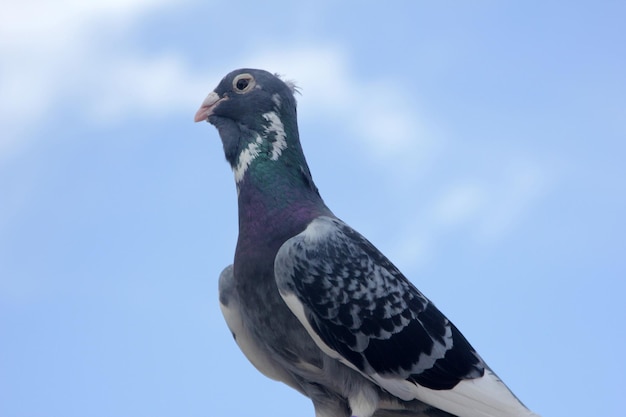 pigeon