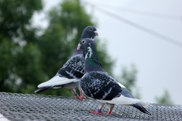 pigeon