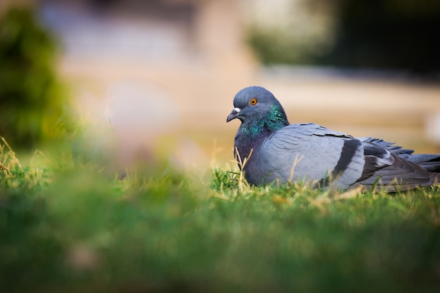 Pigeon