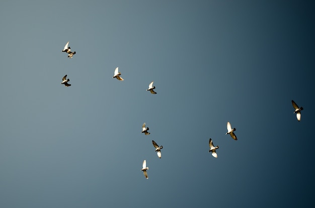 Pigeons against blue sky background