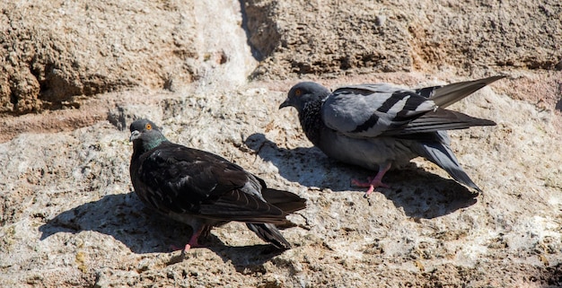 Pigeons are sitting on the rock