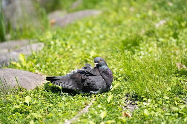 Pigeons basking in the sun