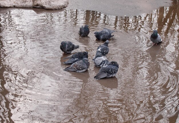 春の朝、モスクワ地方ロシアでハトが水たまりに浸かる