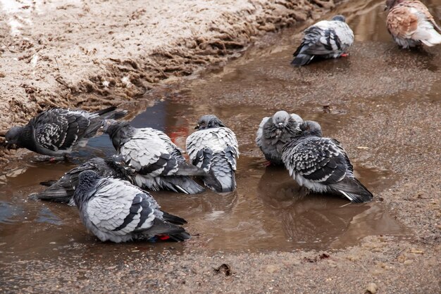 Pigeons bathe in a puddle in winter