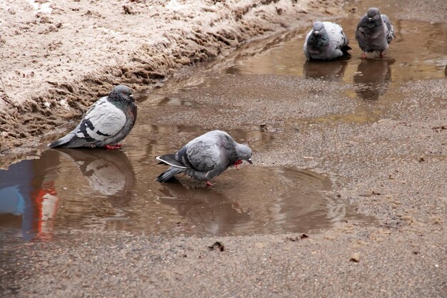 Pigeons bathe in a puddle in winter