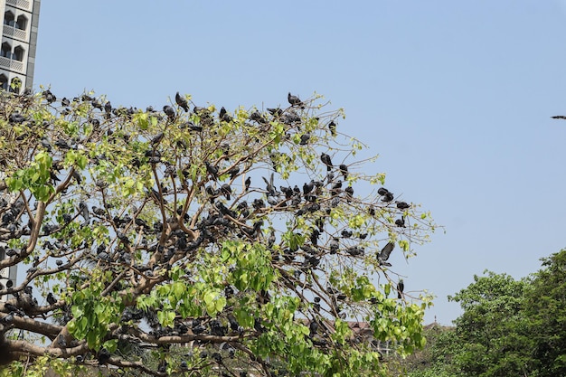 Семья птиц голубей на дереве