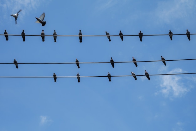 Голуби птицы держат на электрическом проводе