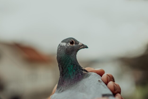 飛んでいる、または立っている鳩の鳥は、タムを持っている男と一緒に空に逆らっています。