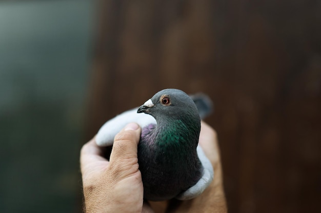 飛んでいる、または立っている鳩の鳥は、タムを持っている男と一緒に空に逆らっています。