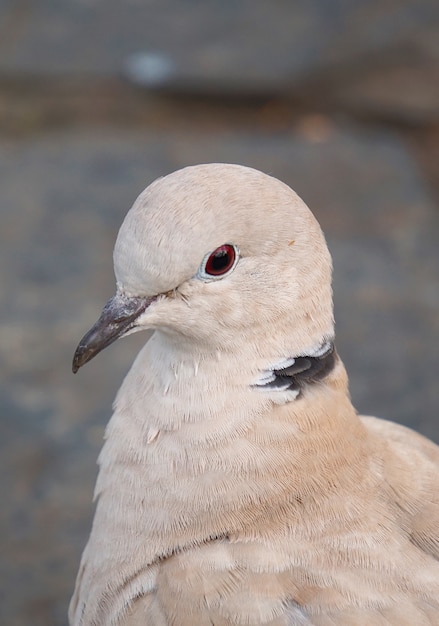 通りの公園でハト鳥