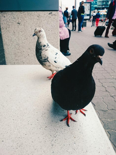 Photo pigeons by street