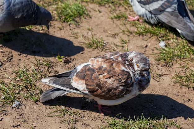 pigeons in the city