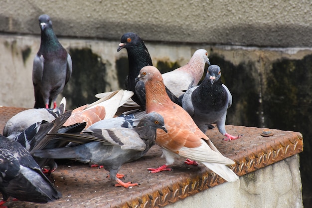 사진 도시 배경으로 마에서 바닥에 달라 붙는 비둘기