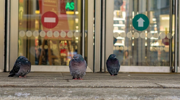 Pigeons in the cold at the entrance door of the shopping center