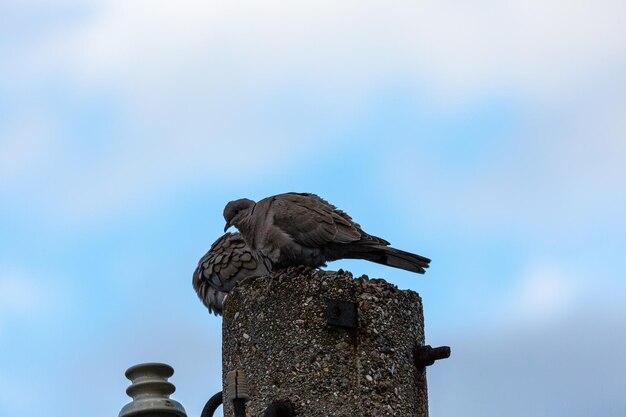 Foto piccioni su un palo di cemento con cielo blu e nuvole