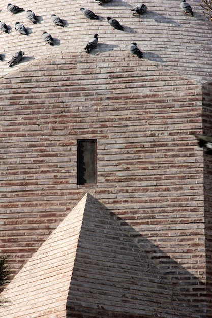 Photo pigeons in the dome