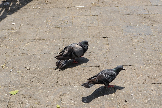 ハトとハトは鳥の家族を構成します