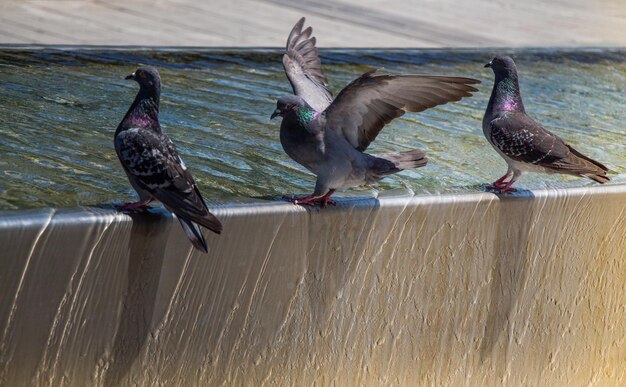 Pigeons drinking water from fountain at the city park