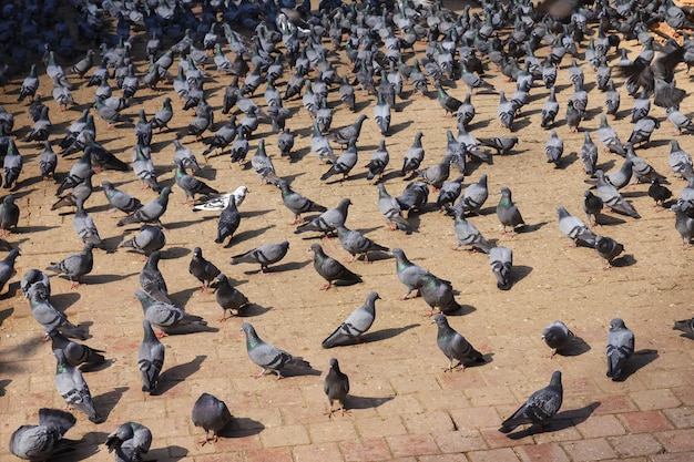 Pigeons on the Durbar square