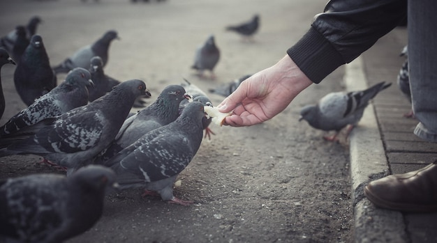 Photo pigeons eat bread with their hands