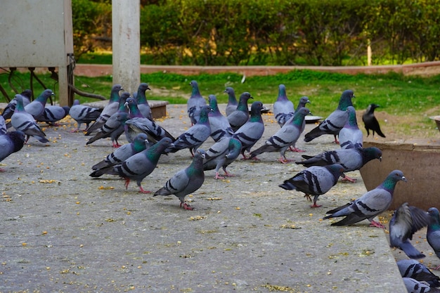 写真 食べ物を食べるハト画像hd