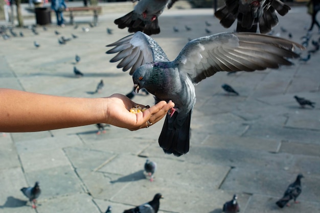 Foto piccioni che mangiano dalla mano umana