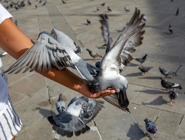 Pigeons eating from human hand