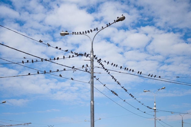 Pigeons on electric concrete pole, Group of bird resting on cable wires with blue sky background