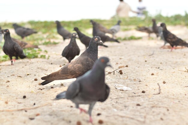 Pigeons on a field