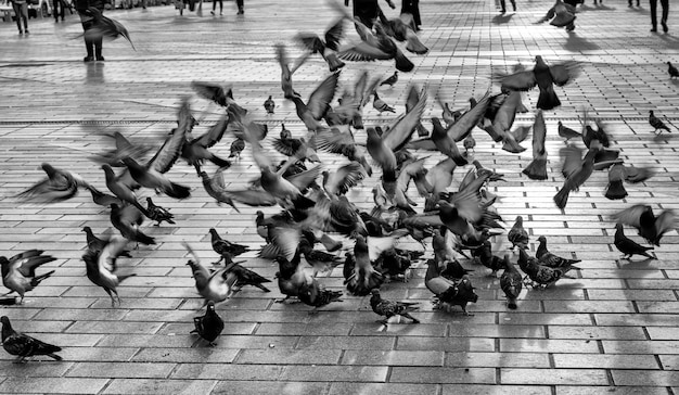 pigeons flapping wings and people walking on the street