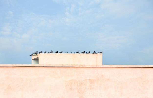 Pigeons Flock of pigeons on the roof building