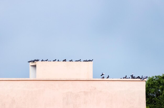 Pigeons flock of pigeons on the roof building