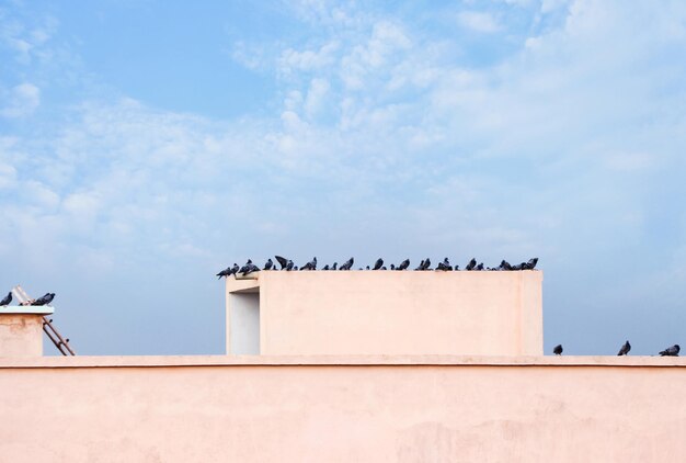 Pigeons Flock of pigeons on the roof building